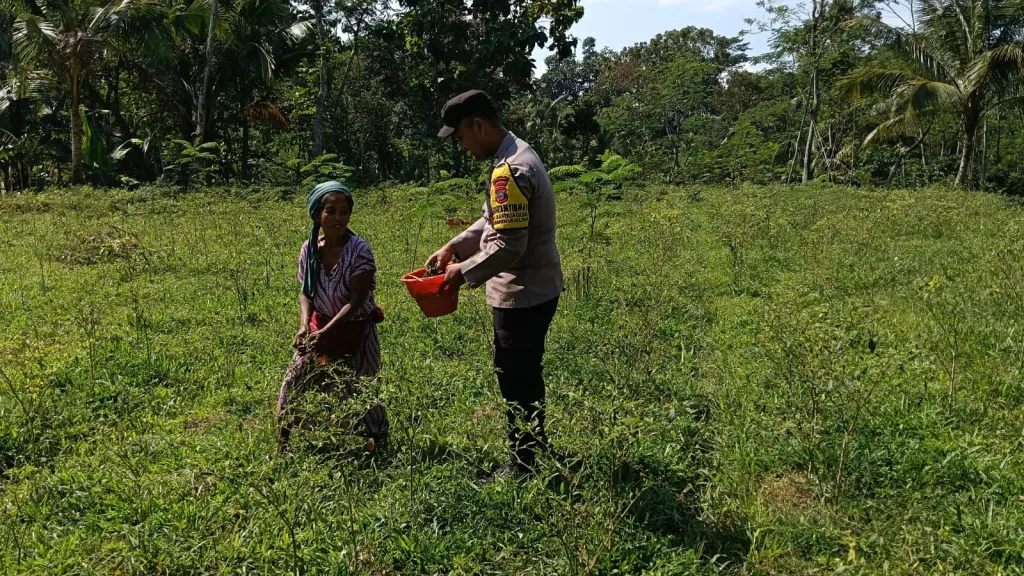 Dukung Swasembada Pangan, Bhabinkamtibmas Polsek Randuagung Mendampingi Petani Cabai