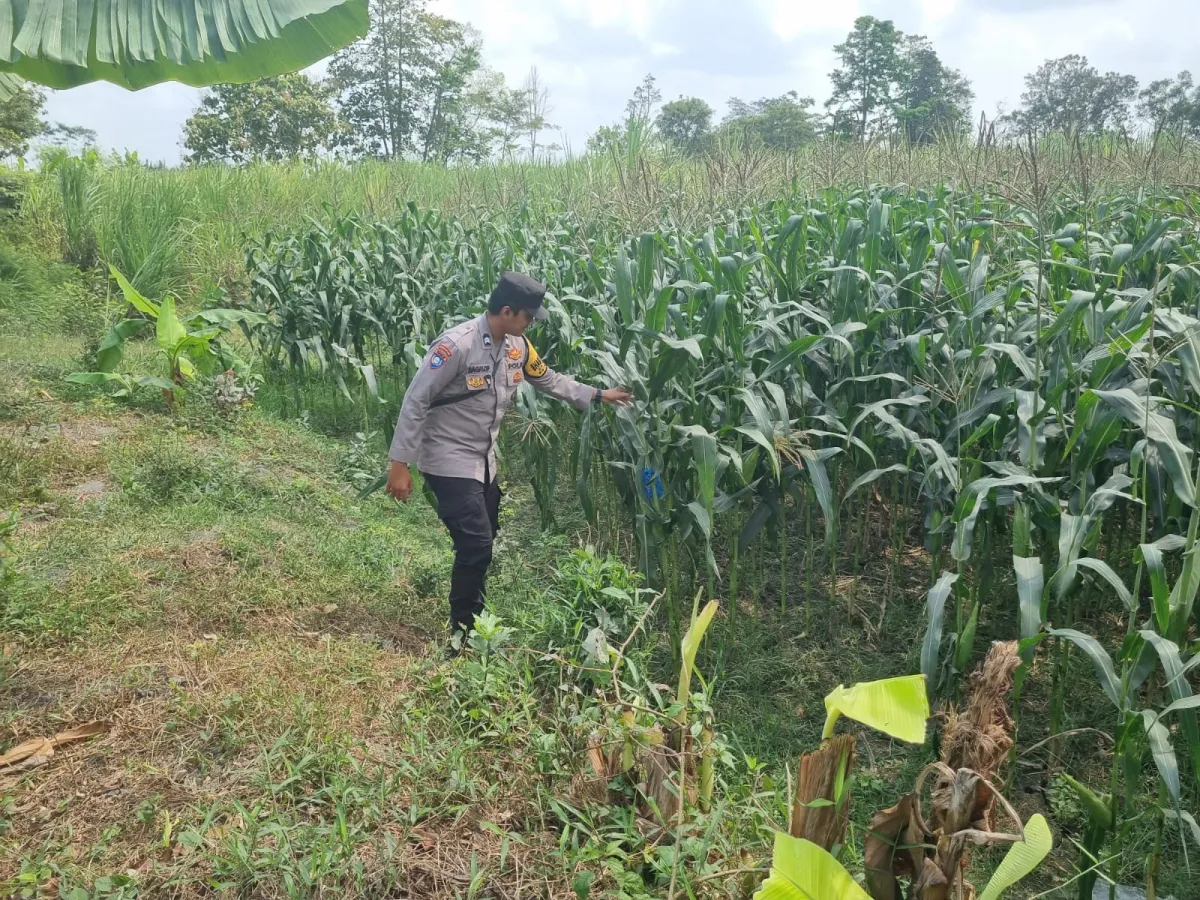 Bhabinkamtibmas Polsek Tekung Aktif Lakukan Pemantauan Pertumbuhan Tanaman Jagung