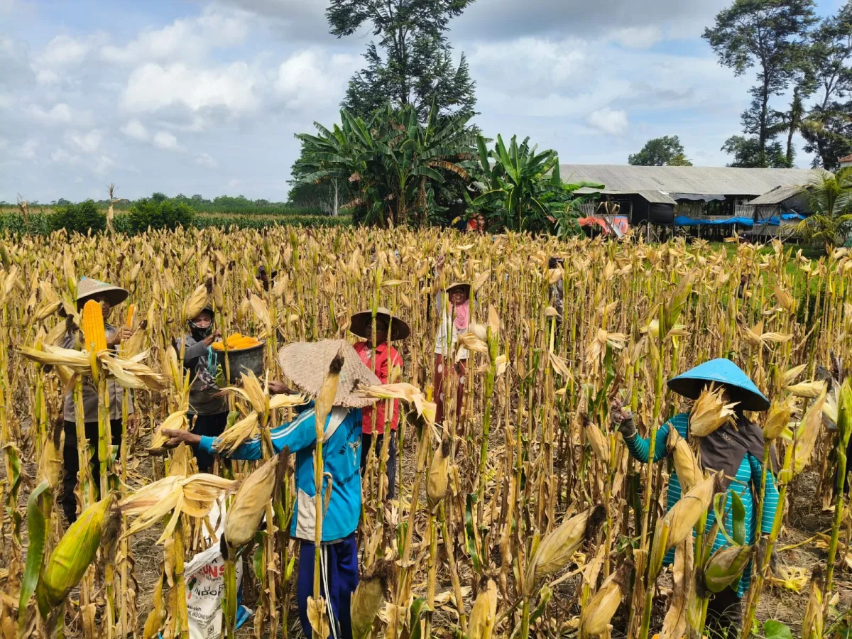 Bhabinkamtibmas Polsek Rowokangkung Dampingi Petani Panen Jagung Wujud Dukung Ketahanan Pangan
