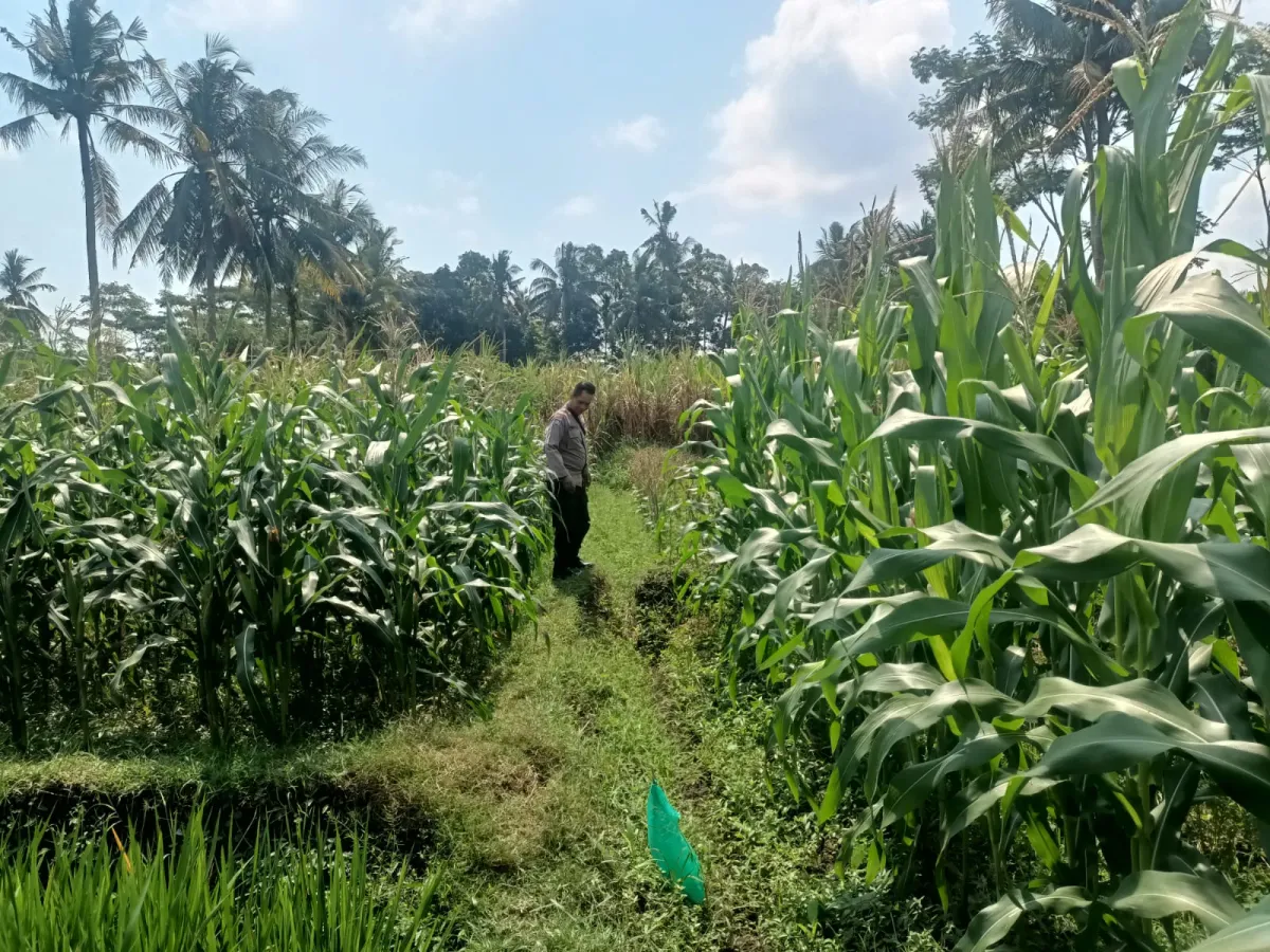 Bhabinkamtibmas Polsek Kedungjajang Cek Tanaman Jagung Petani, Dukung Swasembada Pangan