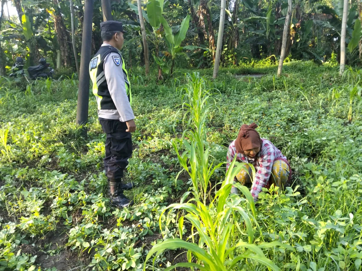Kawal Swasembada Pangan, Bhabinkamtibmas Polsek Ranuyoso Pendampingan Penanaman Jagung Warga