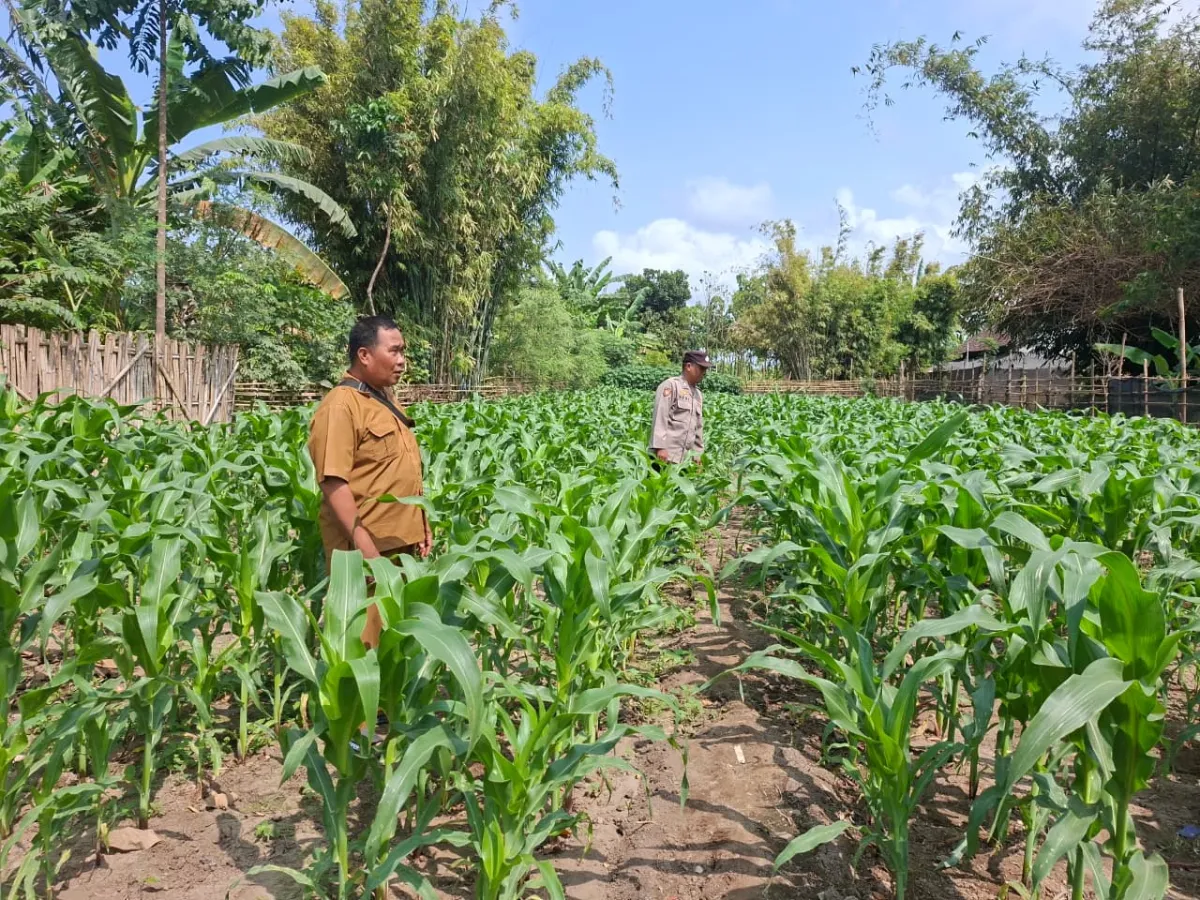 Dukung Asta Cita, Bhabinkamtibmas Polsek Yosowilangun Dorong Penanaman Jagung dan Pekarangan Pangan Bergizi