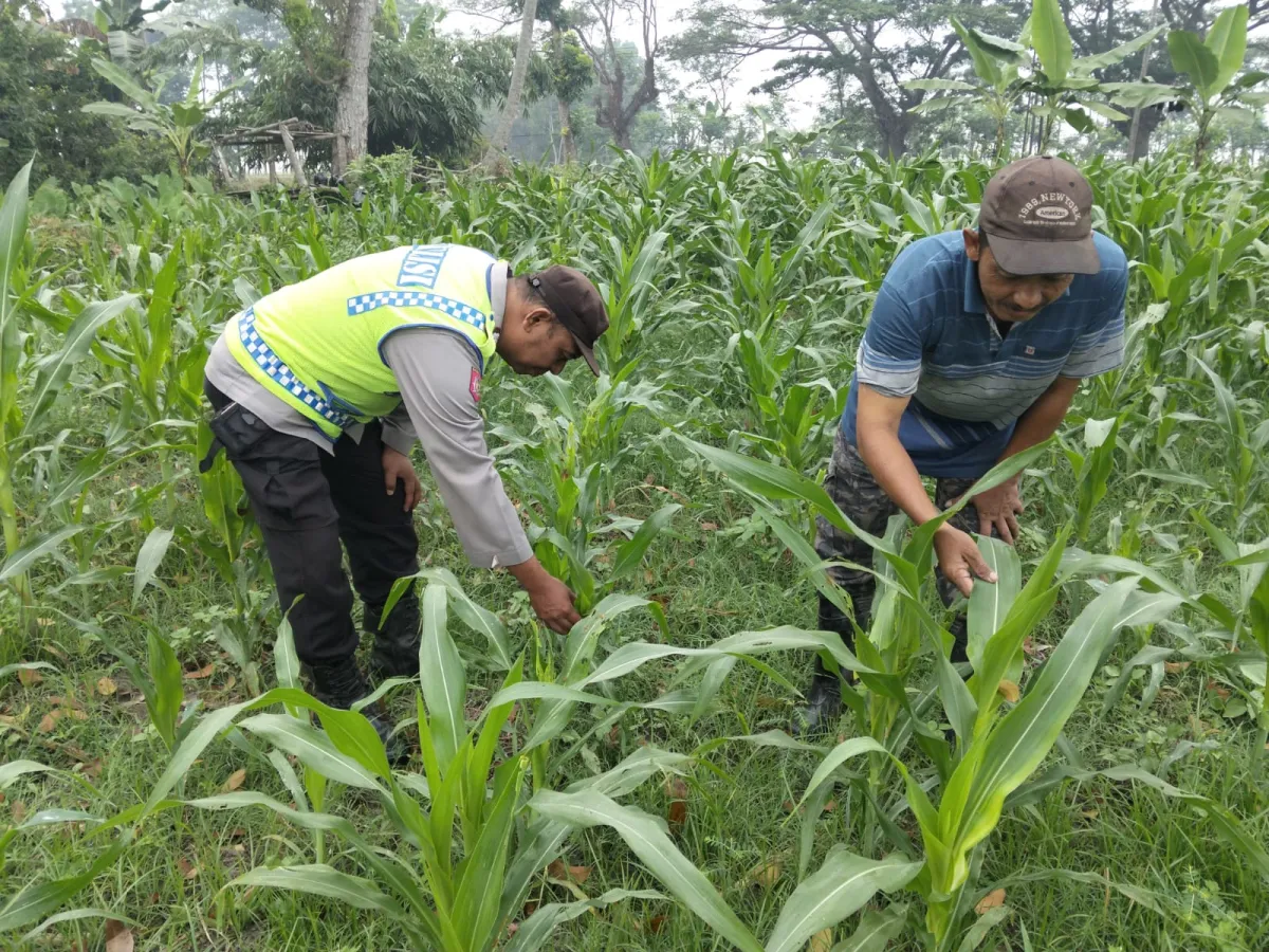 Polsek Jatiroto Cek Tanaman Jagung, Dukung Ketahanan Pangan di Lumajang