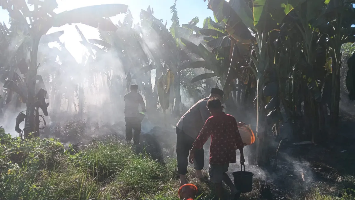 Kebakaran Lahan di Kedungringin Muncar Meluas ke Semak dan Pisang, Warga Berjibaku Padamkan Api