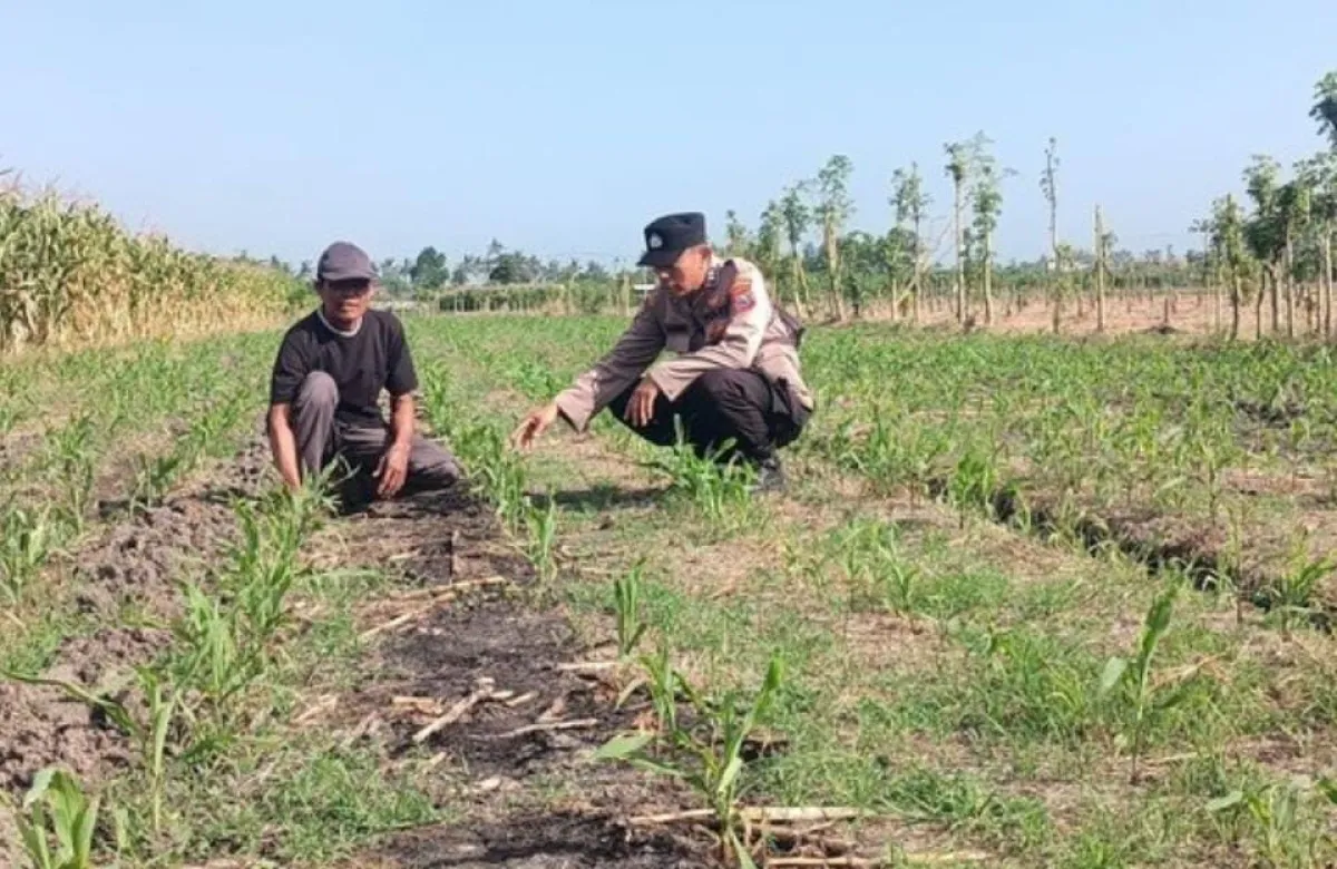 Polresta Banyuwangi Kawal Ketahanan Pangan, Jagung Petani di Purwoharjo Terus Dipantau