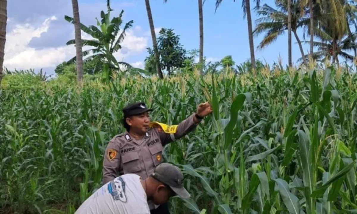 Ladang Menjadi Saksi, Polresta Banyuwangi Bersama Petani Wujudkan Swasembada Jagung