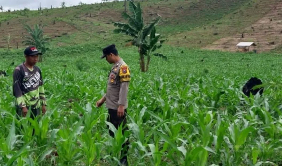 Ketika Ladang Menghasilkan Harapan, Panen Jagung di Sempu Perkuat Ketahanan Pangan