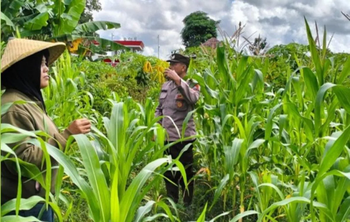Dari Tanjungrejo untuk Ketahanan Pangan, Polisi Dampingi Petani Jagung Menuju Swasembada