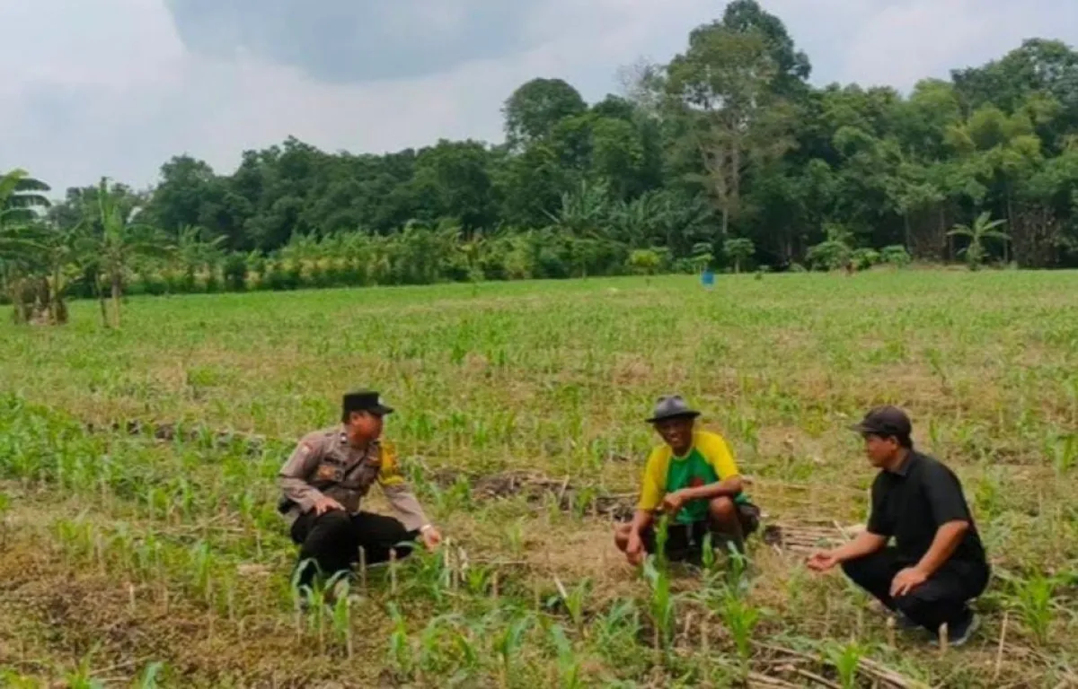 Jagung Kradenan Terus Dipantau, Polresta Banyuwangi Jaga Momentum Ketahanan Pangan