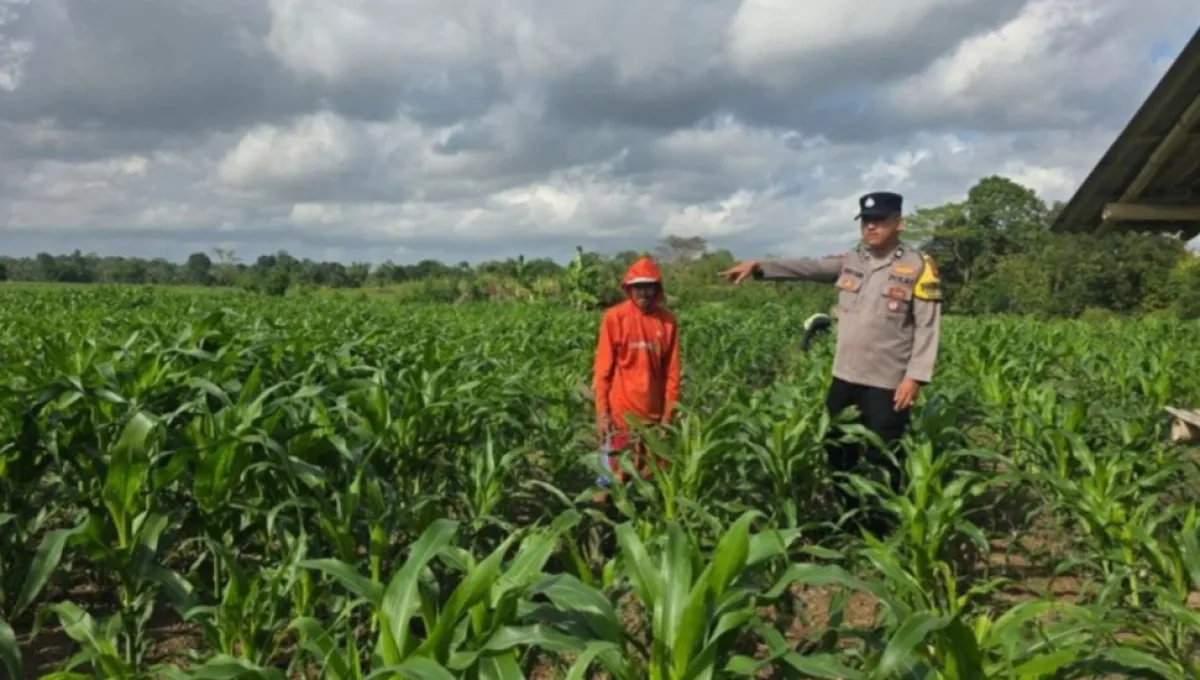 Panen Jagung di Srono, Polresta Banyuwangi Perkuat Dukungan terhadap Swasembada Pangan