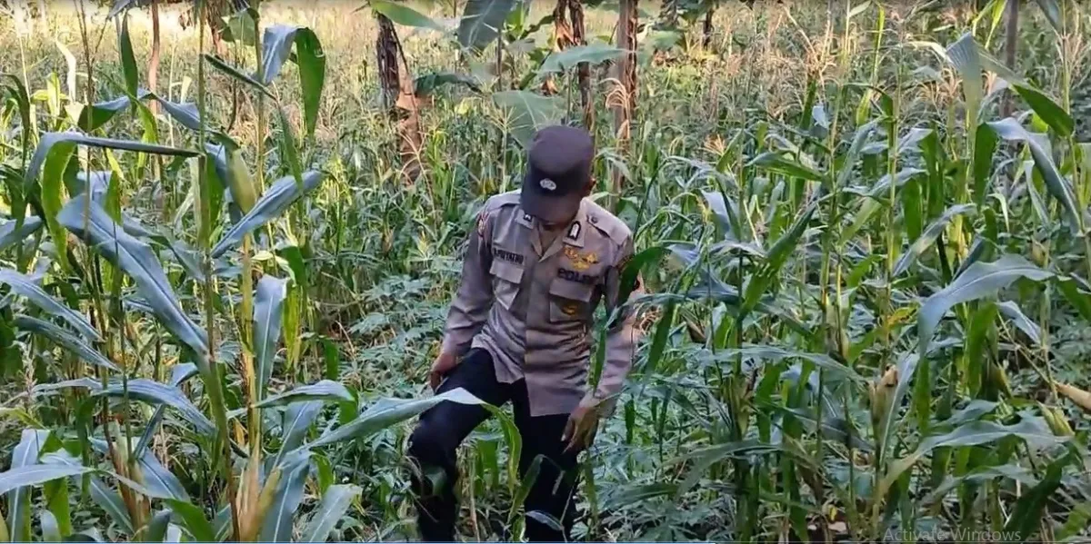 Dukung Asta Cita Presiden, Bhabinkamtibmas Polsek Pronojiwo Pantau Kondisi Tanaman Jagung di Lahan Warga