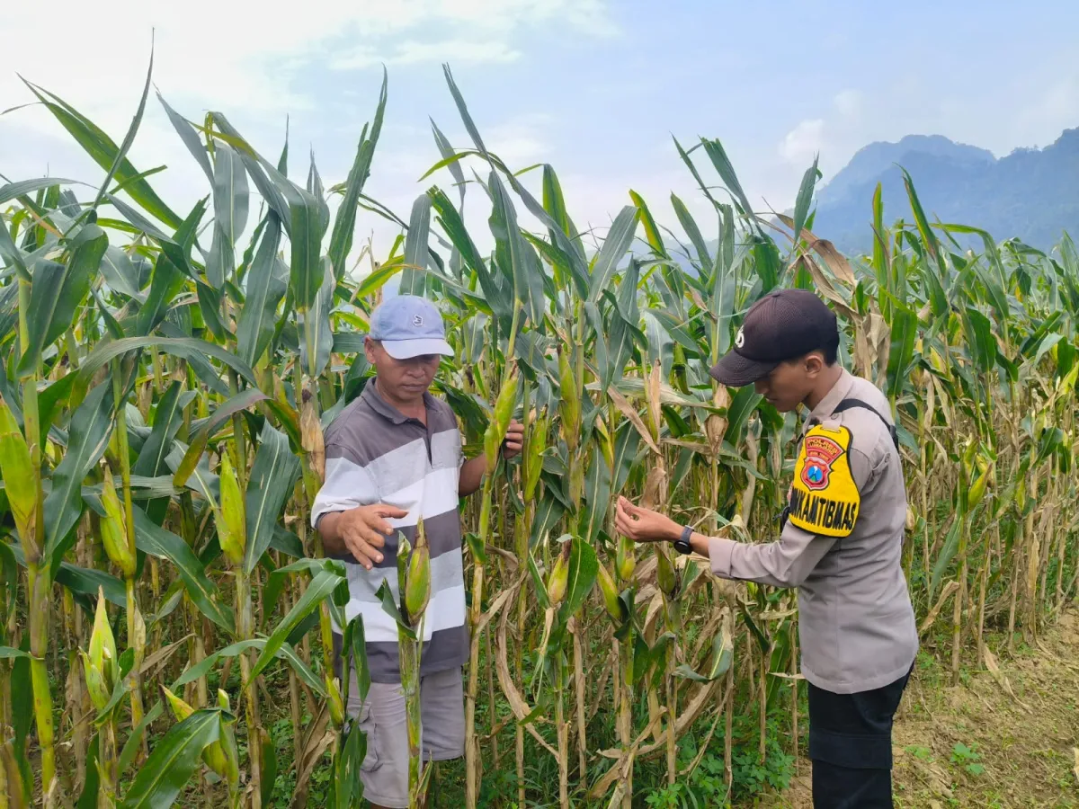 Polsek Tempursari Pantau Pertumbuhan Jagung dan Serap Kendala Petani di Desa Tempurejo