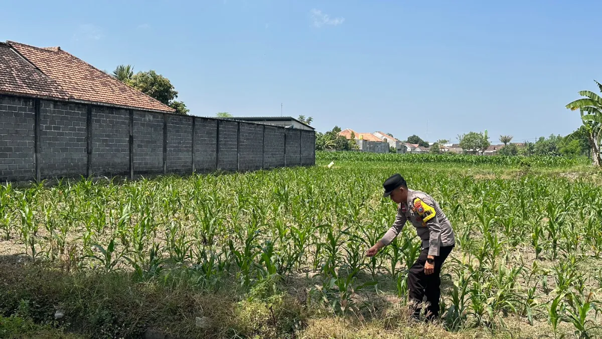 Dukung Ketahanan Pangan, Polsek Lumajang Kota Cek Lahan Jagung