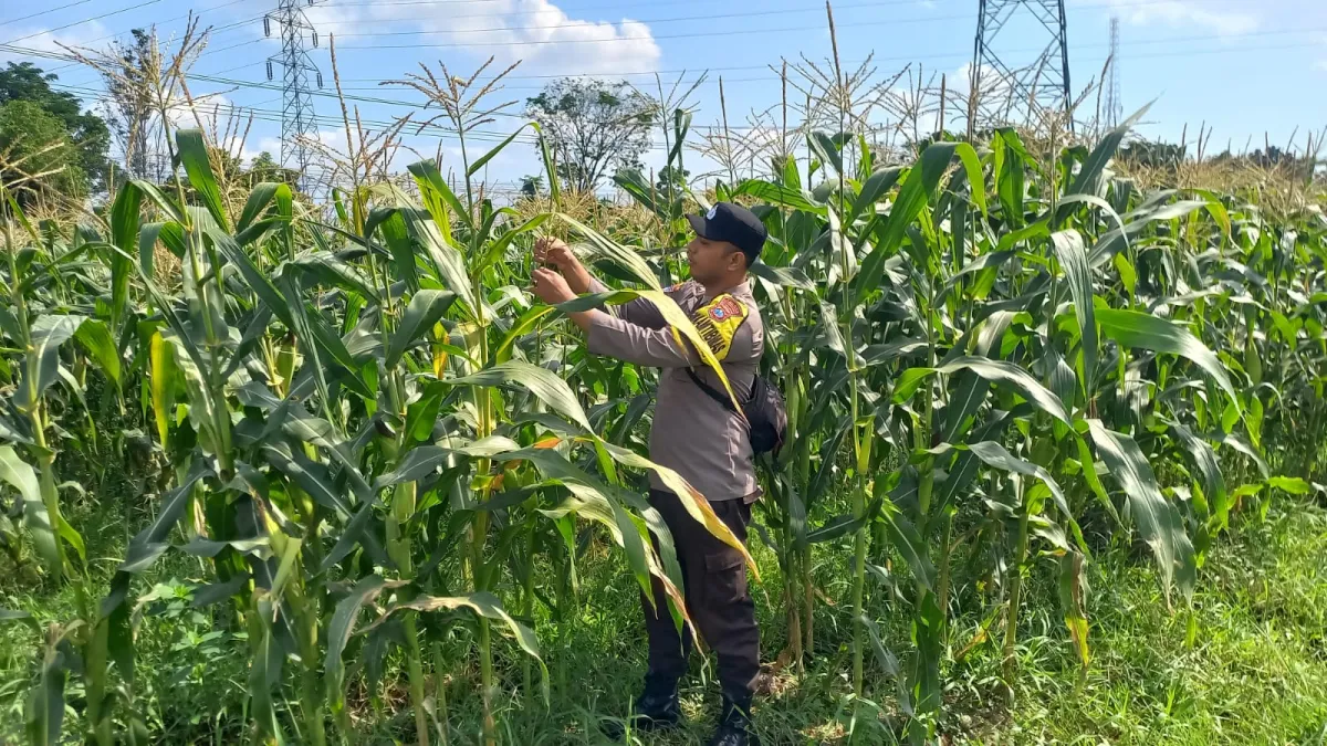 Dukung Asta Cita Presiden, Bhabinkamtibmas Desa Kutorenon Cek Lahan Jagung dan Serap Aspirasi Petani