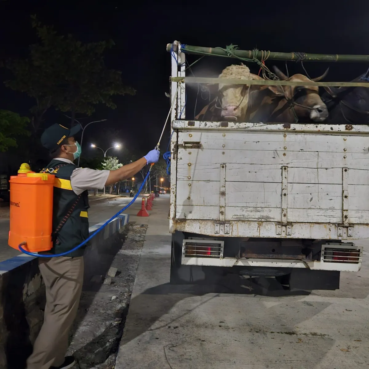 Terlihat Sehat Belum Tentu Bebas Brucellosis, Barantin Karantina 6 Sapi Asal Bawean