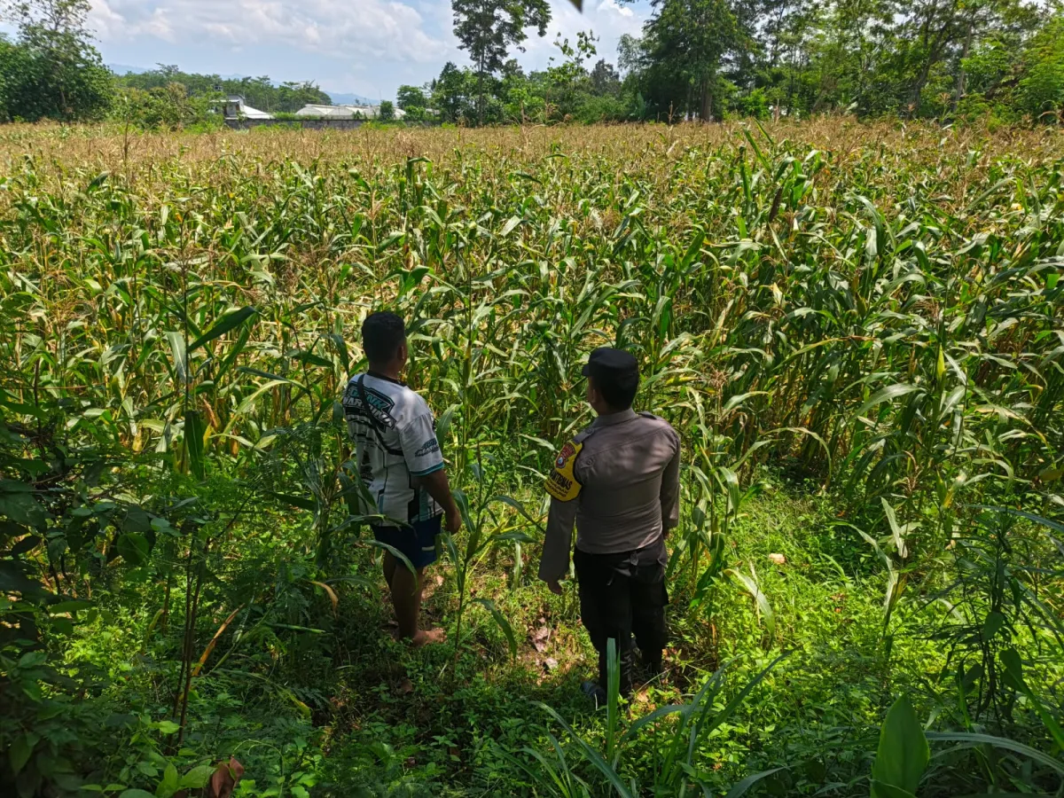 Dukung Ketahanan Pangan, Bhabinkamtibmas Polsek Sumbersuko Tinjau Sawah dan Serap Aspirasi Petani di Lumajang
