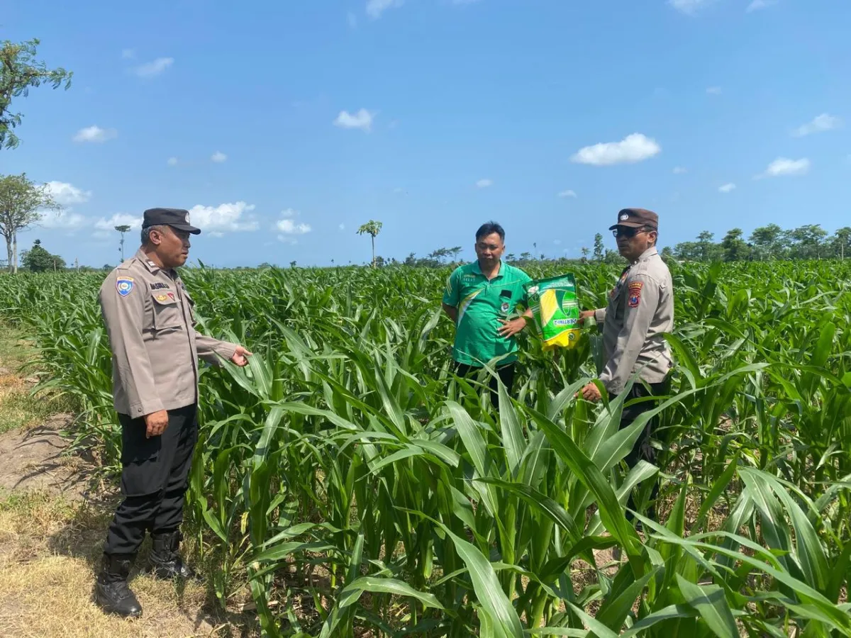 Kawal Program Asta Cita, Bhabinkamtibmas Yosowilangun Mendampingi Petani dan Cek Lahan Jagung