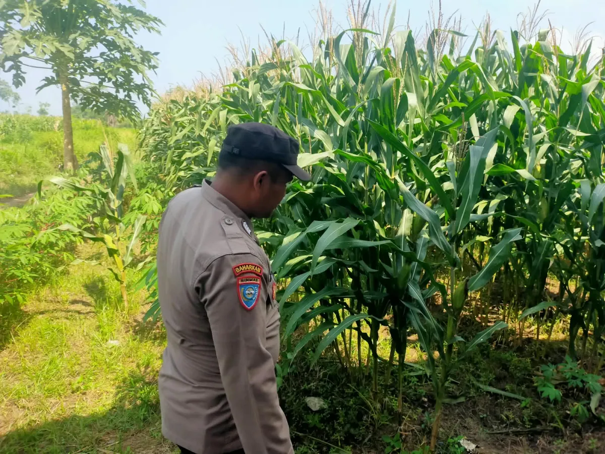 Bhabinkamtibmas Polsek Kunir Cek Langsung Pertumbuhan Jagung Warga Kabuaran