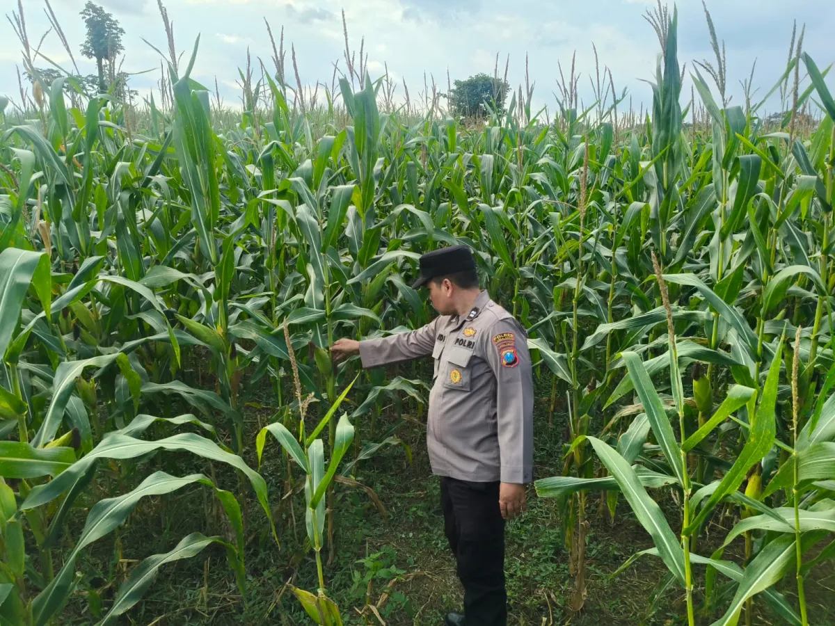 Kawal Ketahanan Pangan, Bhabinkamtibmas Polsek Rowokangkung Pendampingan Lahan Jagung Warga