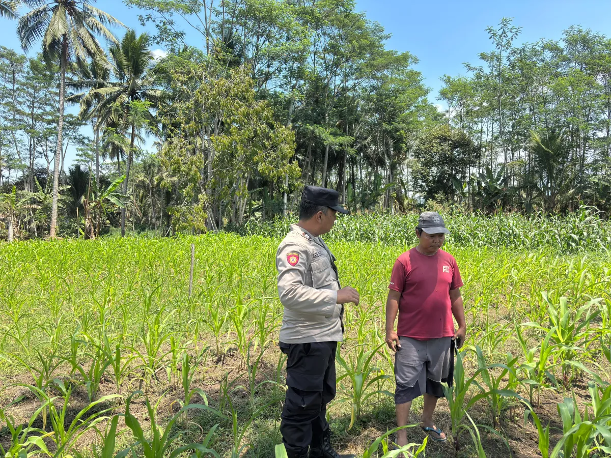 Bhabinkamtibmas Polsek Klakah Pendampingan Pertanian Jagung di Desa Klakah