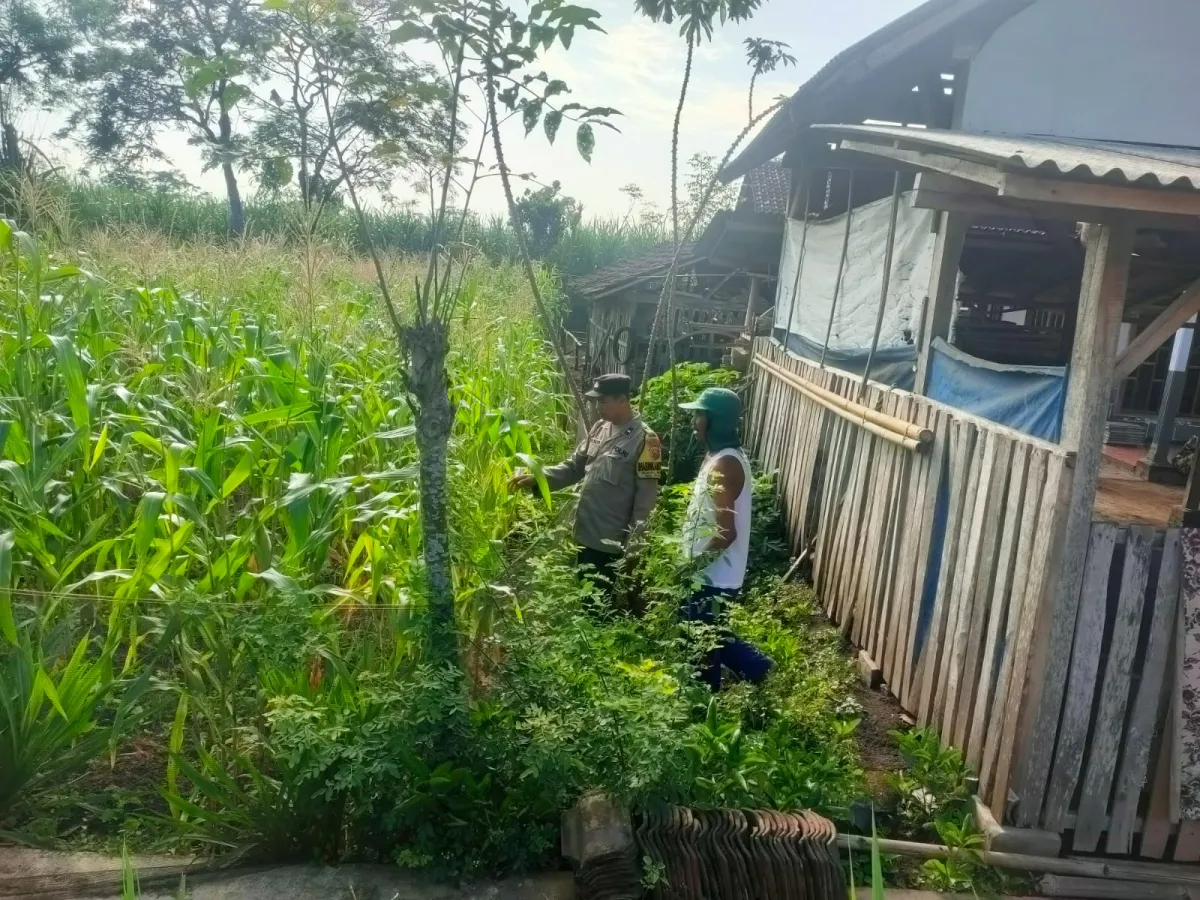 Polsek Padang Cek Pemanfaatan Lahan Jagung di Pekarangan Warga