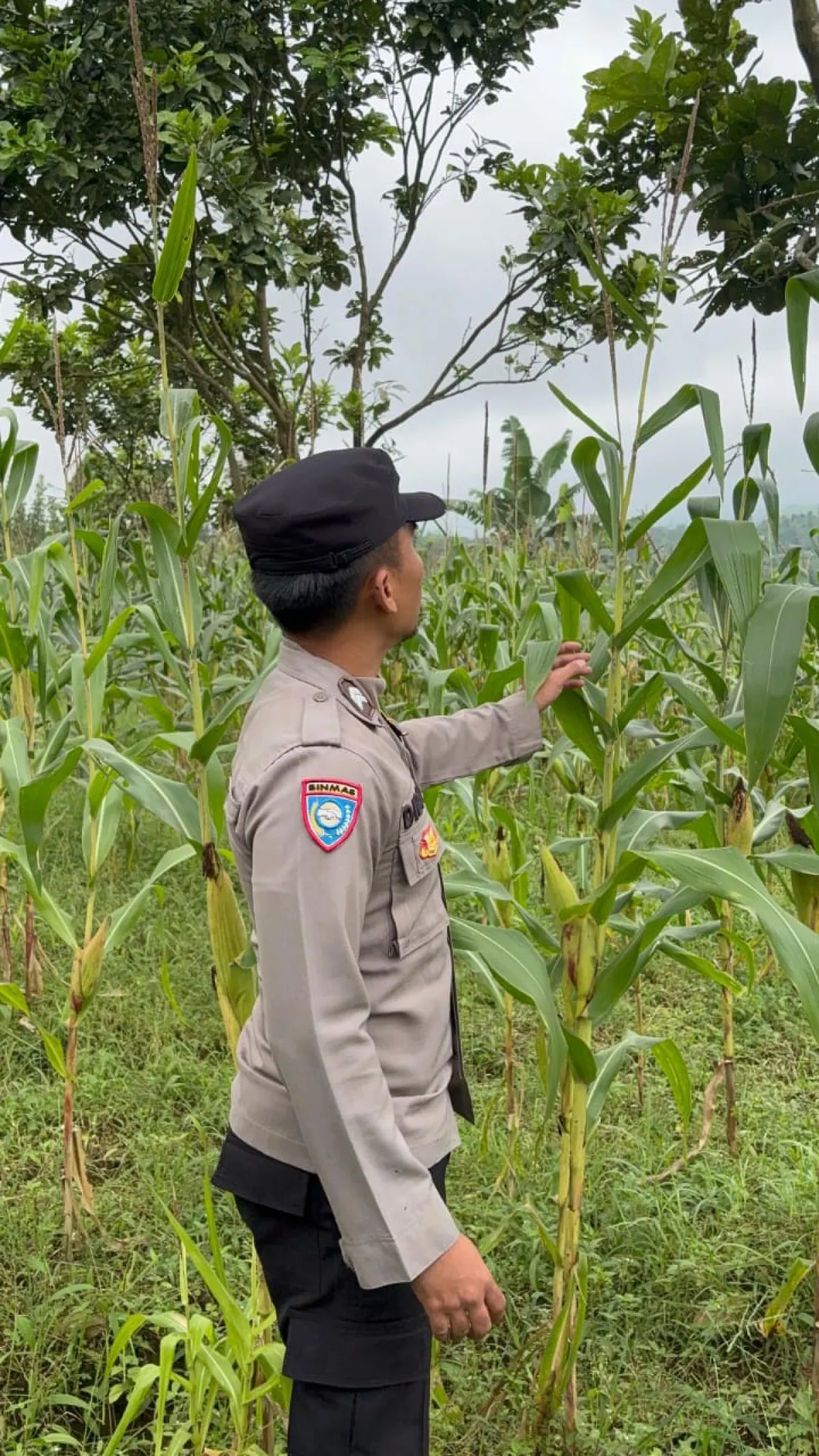 Kawal Program Asta Cita, Polsek Senduro Pantau Pertumbuhan Jagung Petani