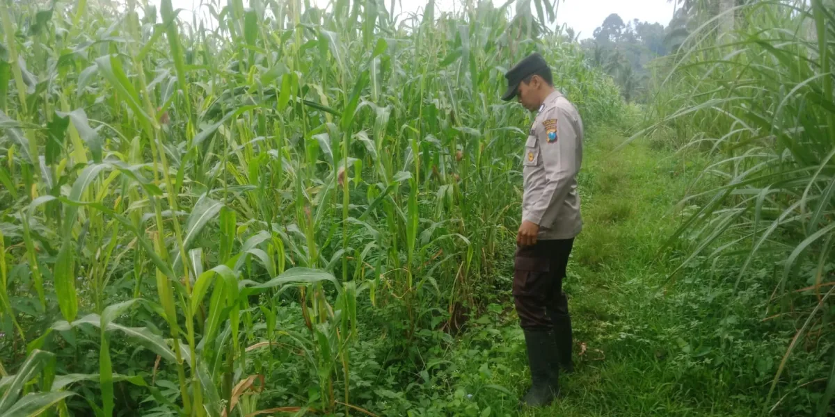 Kawal Program Asta Cita, Polsek Pronojiwo Pantau Pertumbuhan Jagung Petani