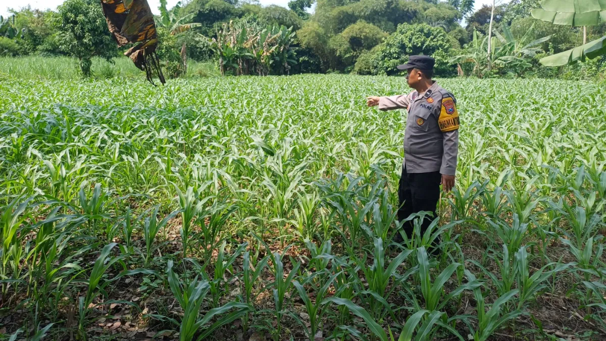 Kawal Program Asta Cita, Polsek Lumajang Kota Pantau Pertumbuhan Jagung Petani