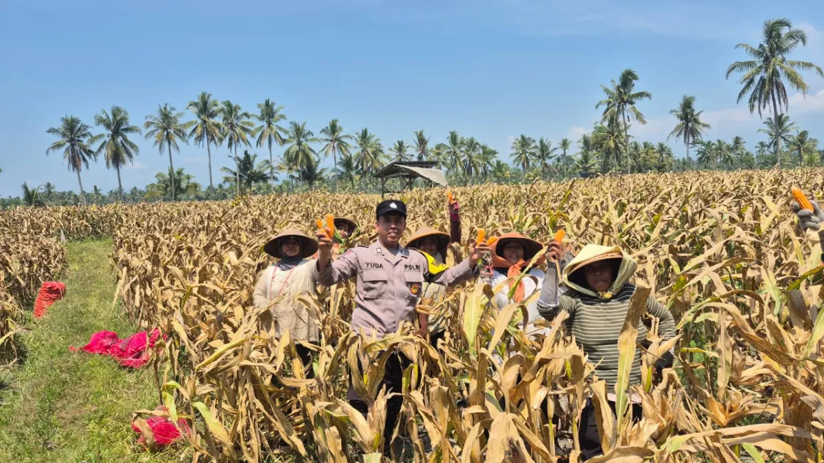 Polisi Tanam dan Panen Bibit Jagung di Candipuro, Dukung Ketahanan Pangan