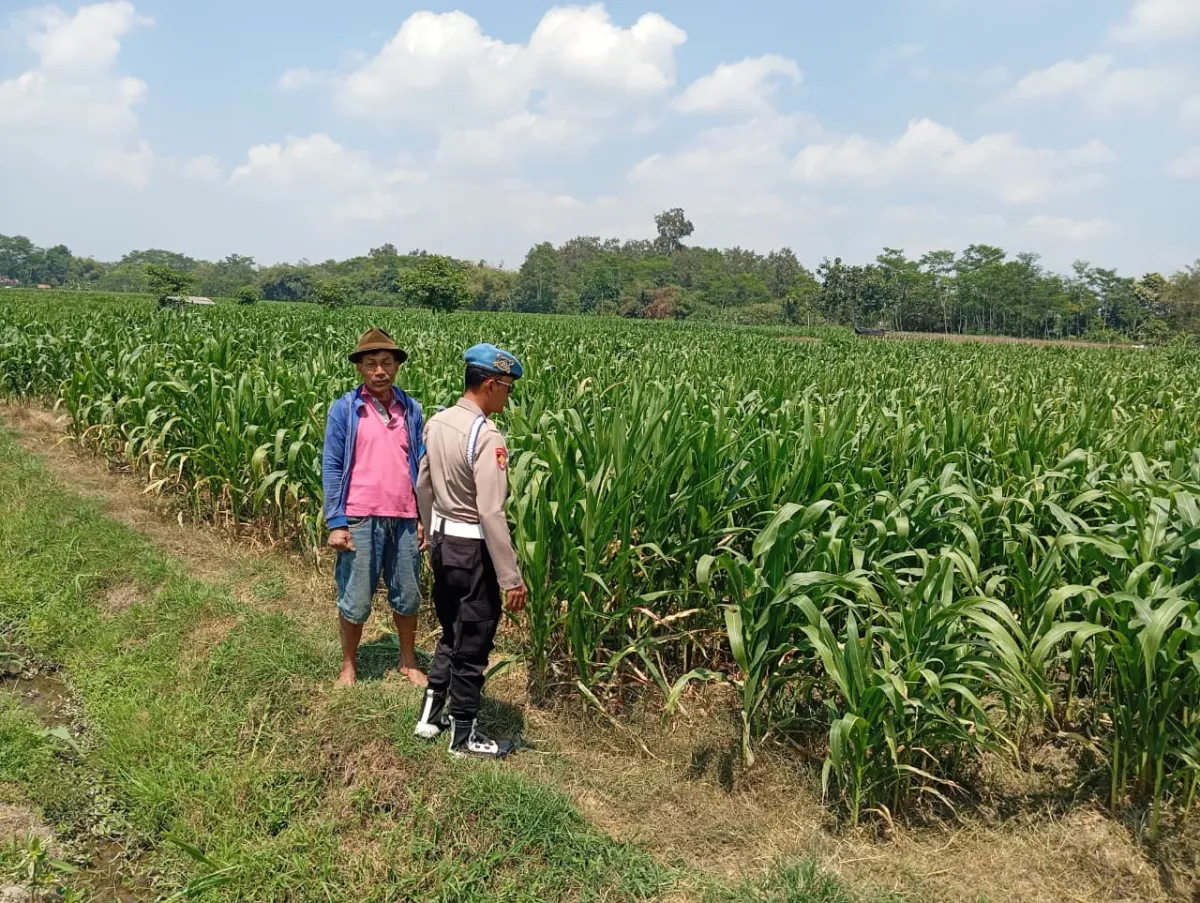 Kawal Program Asta Cita, Bhabinkamtibmas Polsek Sumbersuko Serap Aspirasi Petani Jagung di Desa Kebonsari