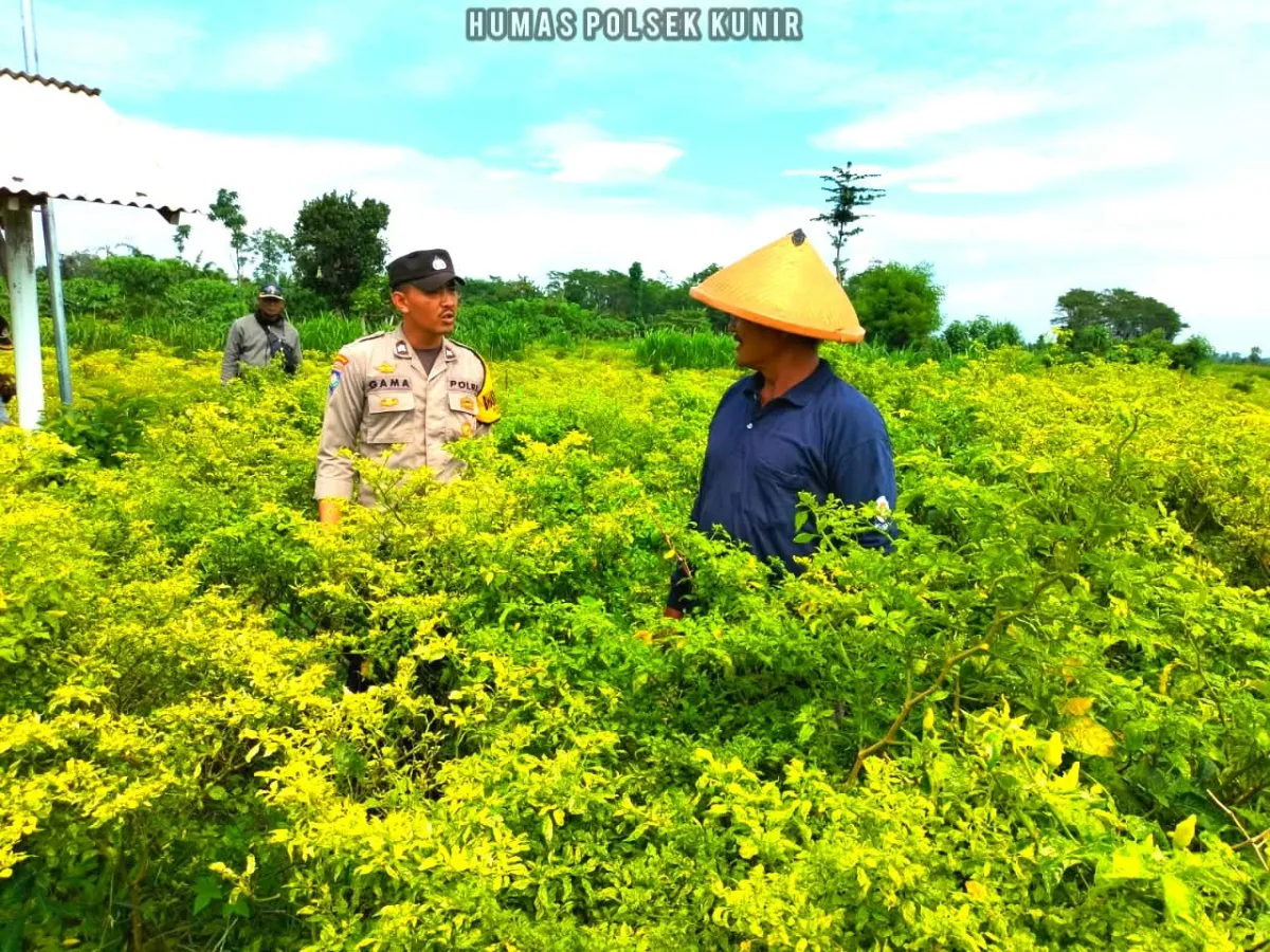 Kawal Asta Cita, Bhabinkamtibmas Polsek Kunir Turun ke Lahan Cabai Desa Jatigono