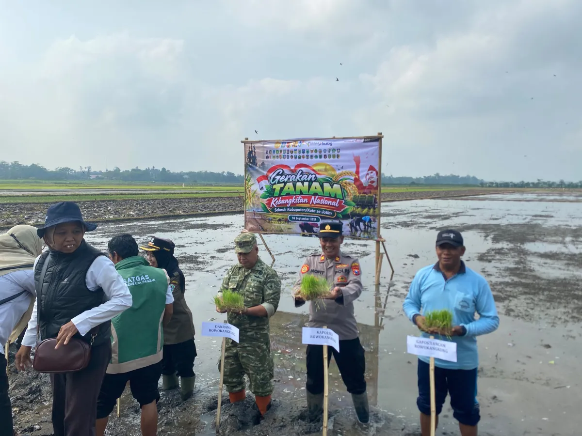 Kapolsek Rowokangkung Turun ke Sawah, Tanam Padi Bersama Petani di Lahan 6 Hektar