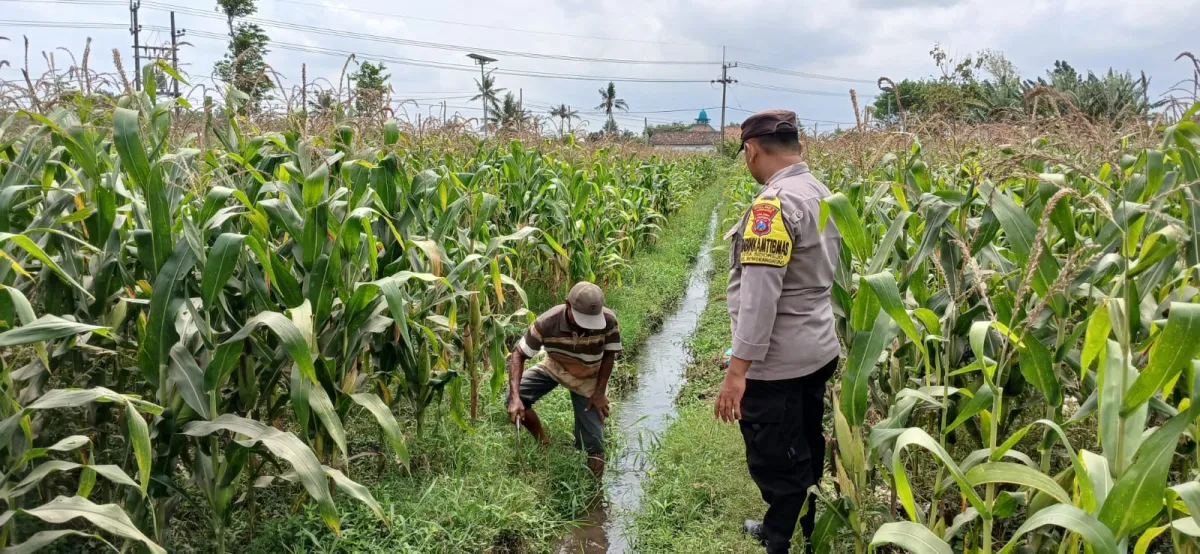 Kawal Asta Cita, Polsek Randuagung Cek Perkembangan Tanaman Jagung Warga Desa Tunjung